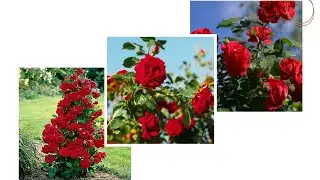 How to grow Roses with Unique Buds Easy and 100% Successful | The flower frame