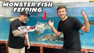 LARGEST AQUARIUM STORE IN NEW YORK TOUR!! (Predatory Fins)