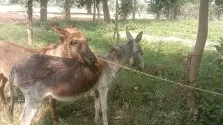 Powerful donkey mating caught on camera