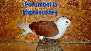 C&acirc;teva dintre perechile de porumbei Jucători de Amara pe boxe la &icirc;mperecheat 🕊