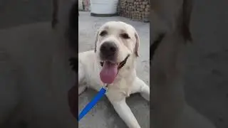 champ dog labrador