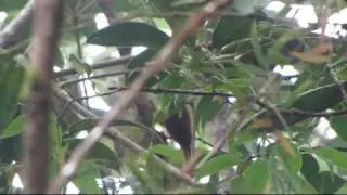 Near endemic- Fulvous-dotted Treerunner- Margarornis stellatus