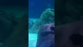 Silver the Silvertip Shark