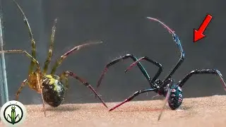 The Web Challenge: Black Widow Encounters False Black Widow - MASTER WEAVERS at the Limit!