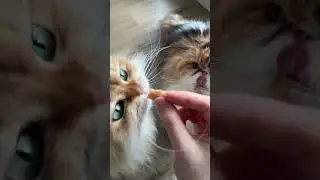 Werbung | Das Futter lieben meine Katzen seit Jahren #katzenfutter #petsdeli #katzenvideos #katze
