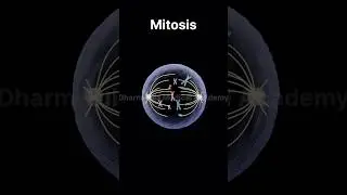 Mitosis | Cell Division | 3d animation | animation video | #animation #mitosis #celldivision