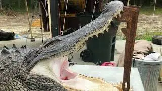 2020 ALLIGATOR SEASON Lake Moultrie BONNEAU BEACH South Carolina - Santee Cooper