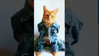 OYEN is Stylish in Fashion ♡| Pls SUBSCRIBE | #catlover #catvideos #cutecat #cat