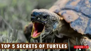 Top 5 Secrets of Turtles Revealed  | Amazing Turtle Facts You Didn&rsquo;t Know