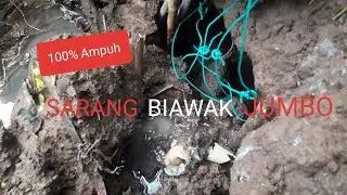 Cara Menangkap Biawak Didalam Lubang Versi 2026,,Gak Usah Ribet Dijamin Berhasil#116