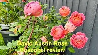 Boscobel David Austin rose review 
