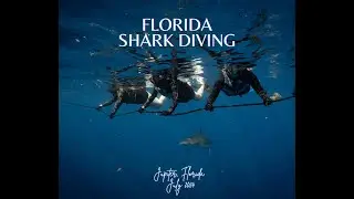 Florida Shark Diving: Jupiter, Florida | July 2024