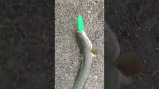 #best #fishing 🎣#snakehead #root ki halat dehko 💔