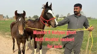 Mushki 5 Kalyan ghori sath vacheri for sale | Desi female horse sale in Pakistan 