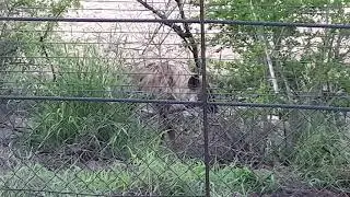 Hyena visits us at Tambotie Tented Camp.