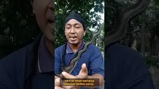 Membedakan Keris pamor meteorite dan pamor nikel..? ini trik nya... #shorts