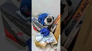 #simba #cute #cutebaby #cutedog #puglife #puglife #pugongbyahero #puglia