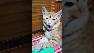 The Hidden Talent Of Kitten Poses Revealed!😻🥰😍 #trending #cat #shortvideo #viral