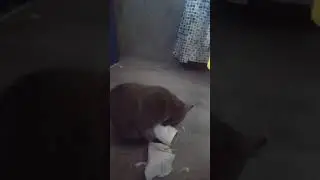 Dreaded kitten murders toilet roll