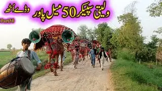 Punjabi Culture of Pakistan harppa episode 50 New video long line of beautiful camels Bare oont