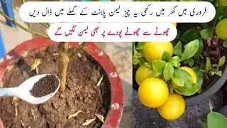Best orgenic fertilizer for lemon plant | Nibu ki achi growth k liye ye khad dalen .