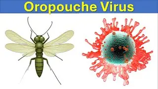 Oropouche Virus: A Vector-Borne Tropical Disease | Midges | Public Health