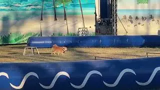 This Pomeranian Circus Dog Can Walk Upright Like a Human 🐶 NC State Fair