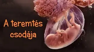 A teremt&eacute;s csod&aacute;ja: &Iacute;gy alakul ki az &eacute;let 9 h&oacute;nap alatt &ndash; 4 percben!