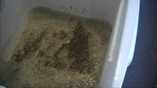 Homebrewing Process: Part 2 - Mashing