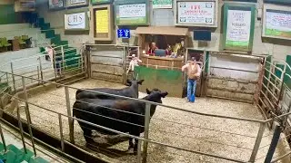 HOW MUCH Did We Make On These Cows?!