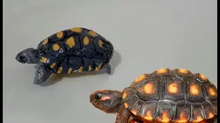 Como fazer artesanato de jabuti