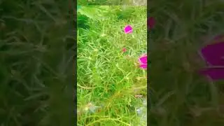 es phul ka naam comment Karo jisko pata ho #flowerreels #amtrav