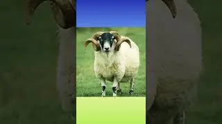 #sciencefacts #sciencefactsforkids #tamil#intrestingnews#firstclonnedsheep#unknownfacts