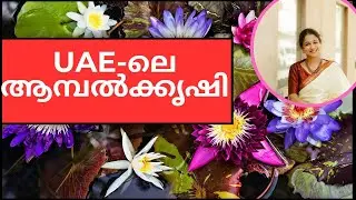 Waterlily UAE / UAE- ലെ ആമ്പൽക്കൃഷി /Aquaplants in UAE