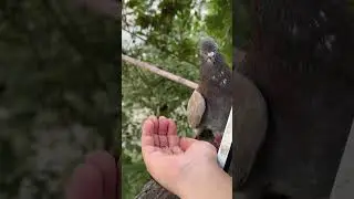 Кептер #кептер #голуби #pigeon #shorts #голуб #Pombo #Taube #piccione #paloma #कबूतर #鳩 #비둘기 #dara