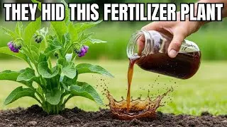 ONE PLANT CREATES FOREVER FERTILIZER - WHY DID WE STOP USING IT???