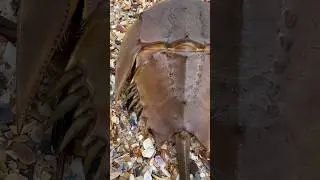 Dinosaur Horseshoe Crab 🦀 Beached! #oceanrelaxation #SeascapeBeauty #OceanSkies #sealife