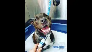 How Thera-Clean&reg; Works at Meyer&rsquo;s Canine Colony | Natural Skin & Allergy Relief for Dogs