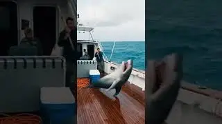 Giant Great White Crashes Into Boat During Unexpected Ocean Encounter