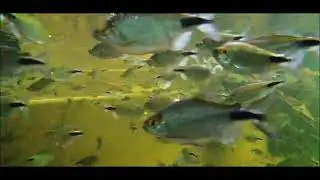School of African long-finned tetras in dwarf crocodile enclosure