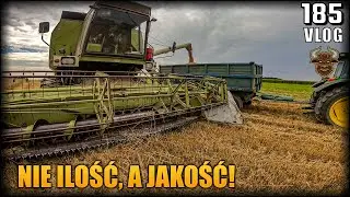 Najlepsza pszenica z najgorszej działki! Euforia pozytywnie zaskoczyła | Vlog #185