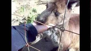 Parndana Wildlife Park, Kangaroo Island, South Australia