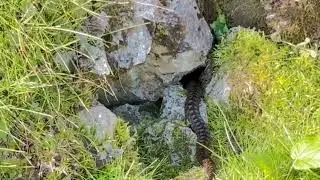 Vipera berus / V&iacute;bora com&uacute;n europea / Common European Adder