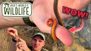 CATCHING Ring-Necked snakes and MORE!