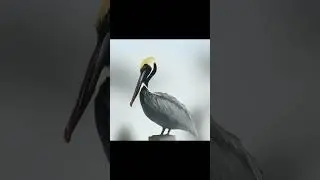 Pelican painting Timelapse