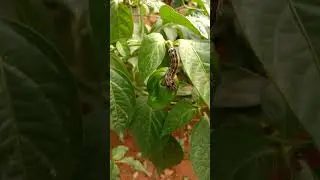 How do you get rid of pepper worms