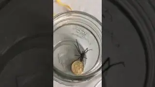 Sheet web spider caught Auckland NZ