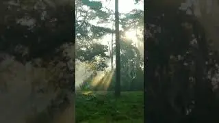 #forest #naturematters #nature #celebratenature