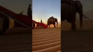 The Friendship Between Humans and Elephants Part119#GiantElephants #Elephants #GentleGiants #Short
