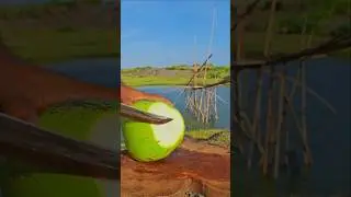 cool view of fresh coconut peeling ASMR